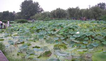 D:\子雅\2011.8成都\SANY0014.JPG